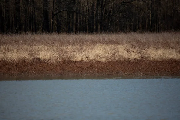 Water Front Meadow Background — Stock Fotó