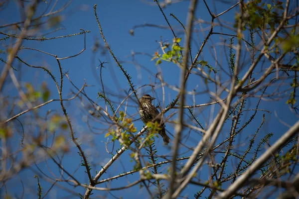 Female Red Winged Blackbird Agelaius Phoeniceus Looking Her Shoulder Her — Photo