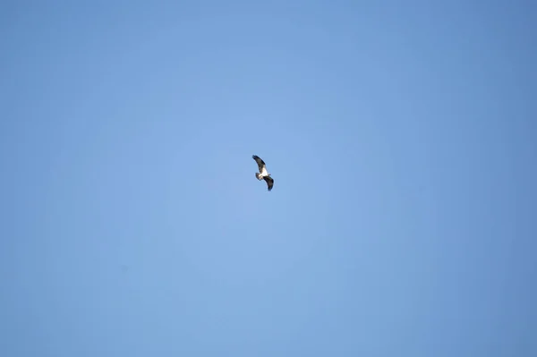 Osprey Pandion Haliaetus Πετάει Μέσα Από Έναν Όμορφο Γαλάζιο Ουρανό — Φωτογραφία Αρχείου