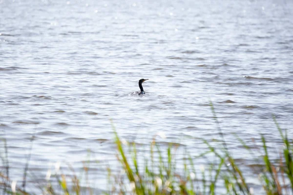 Double Crested Cormorant Phalacrocorax Auritus Swimming Water Just Out Focus — Photo