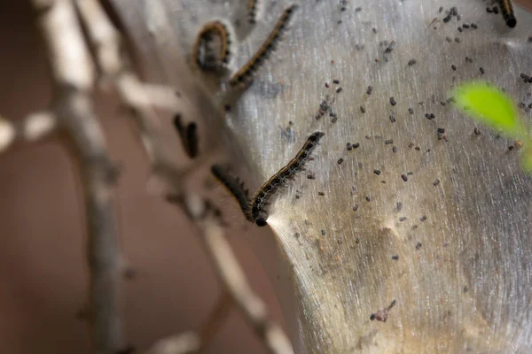 Eastern Tent Caterpillar Malacosoma Americanum Strengthening Cocoon Its Fellow Caterpillars — Zdjęcie stockowe