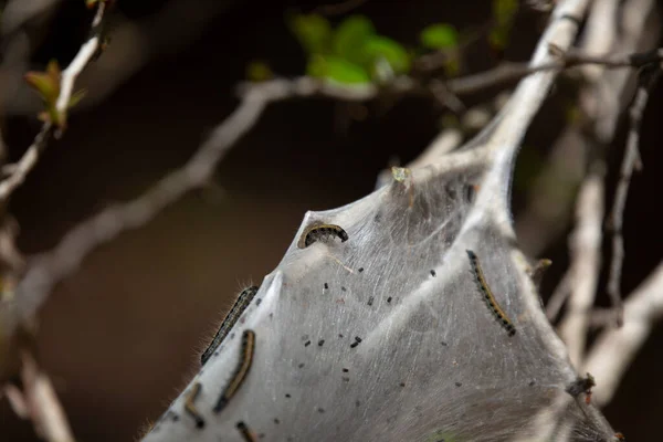 Eastern Tent Caterpillar Malacosoma Americanum Crawling Cocoon — Zdjęcie stockowe