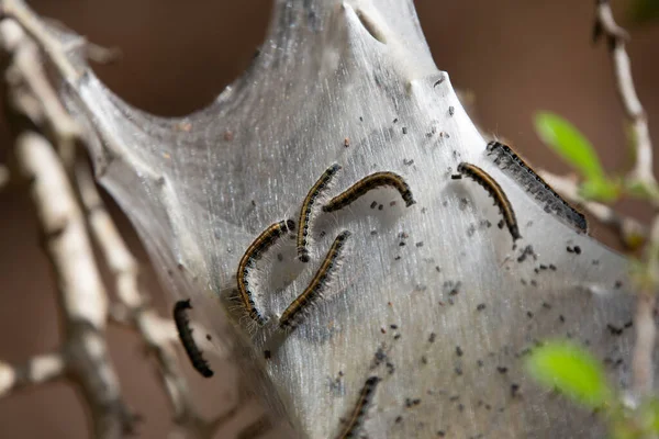 Eastern Tent Caterpillars Malacosoma Americanum Crawling Cocoon — Stockfoto