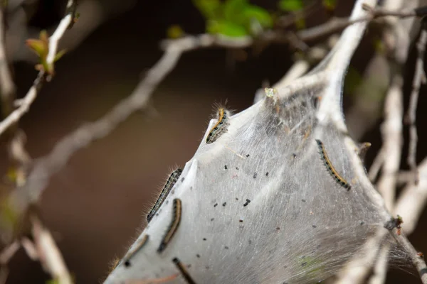 Eastern Tent Caterpillar Malacosoma Americanum Crawling Cocoon — Zdjęcie stockowe