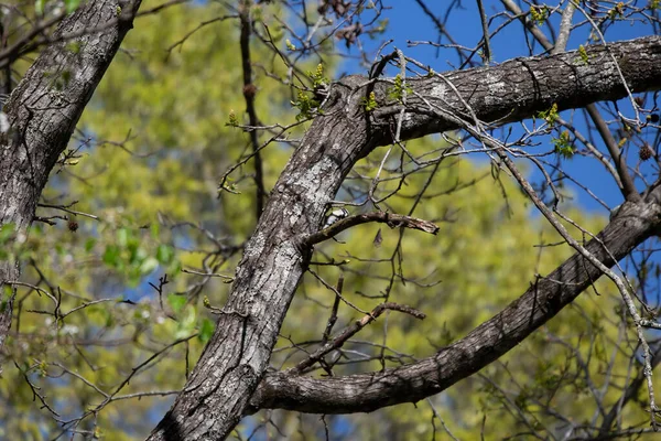 Female Downy Woodpecker Picoides Pubescens Foraging Tree Trunk —  Fotos de Stock