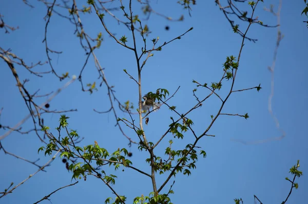 Carolina Chickadee Poecile Carolinensis Flight Branch — 图库照片