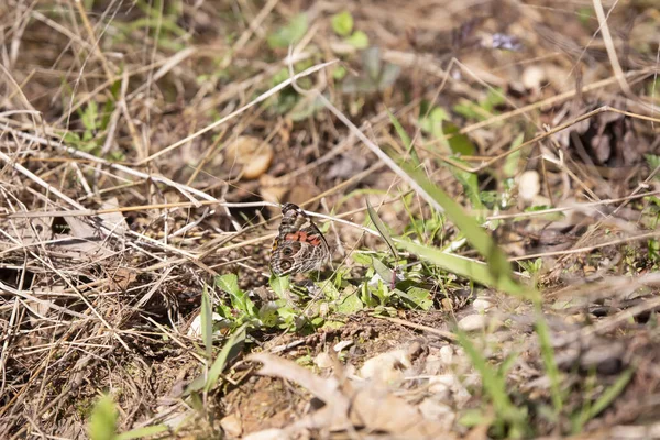 American Lady Butterfly Vanessa Virginiensis Foraging Ground —  Fotos de Stock