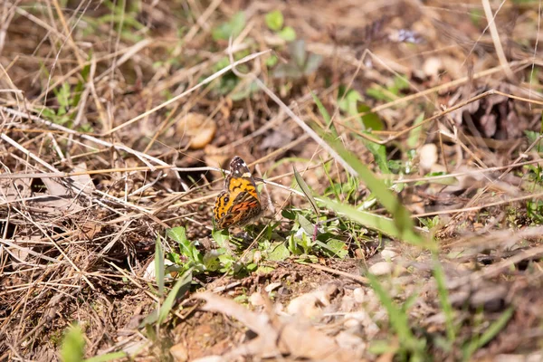 Американская Бабочка Vanessa Virginiensis Кормящаяся Земле — стоковое фото