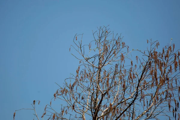 Small Blue Gray Gnatcatcher Polioptila Caerulea Perched Tree Limb — Foto Stock