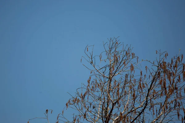 Small Blue Gray Gnatcatcher Polioptila Caerulea Perched Tree Limb — Stockfoto