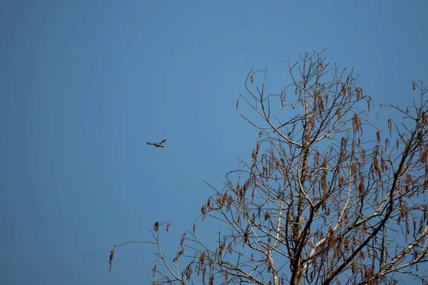 Blue Gray Gnatcatcher Polioptila Caerulea Flying Away Tree — Stock Fotó