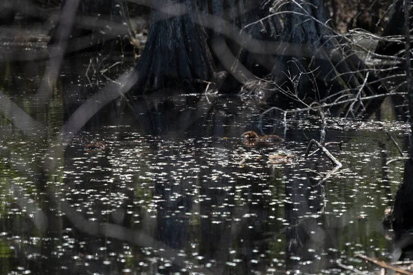 Three Young Nutria Myocastor Coypus Swimming Swamp — Foto de Stock