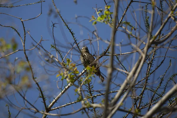 Curious Female Red Winged Blackbird Agelaius Phoeniceus Looking Out Its — 스톡 사진