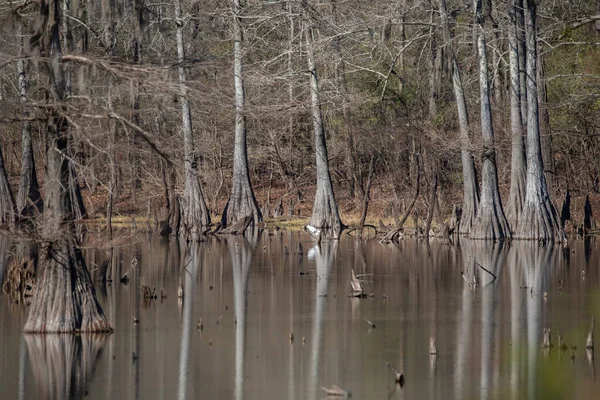 Beautiful Swamp Great Egret Ardea Alba Hunting Fish Distance — Stock Photo, Image