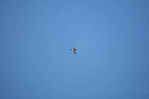Mallard Drake Anas Platyrhynchos Πετούν Από Πάνω Ένα Βαθύ Γαλάζιο — Φωτογραφία Αρχείου