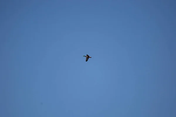 Mallard Drake Anas Platyrhynchos Flying Overhead Deep Blue Sky —  Fotos de Stock