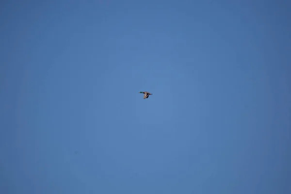 Mallard Drake Anas Platyrhynchos Flying Overhead Deep Blue Sky — Stockfoto