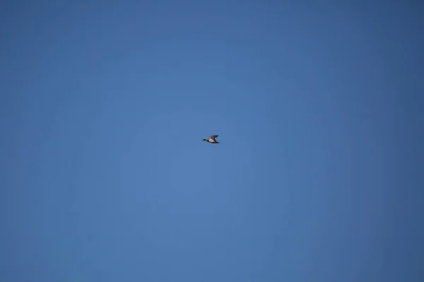 Mallard Drake Anas Platyrhynchos Πετούν Από Πάνω Ένα Βαθύ Γαλάζιο — Φωτογραφία Αρχείου
