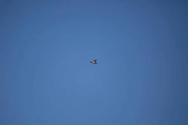 Mallard Drake Anas Platyrhynchos Flying Overhead Deep Blue Sky — Stok Foto