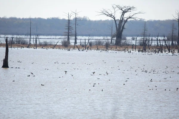 Two Northern Pintail Ducks Anas Acuta Landing Water Other Ducks — Zdjęcie stockowe