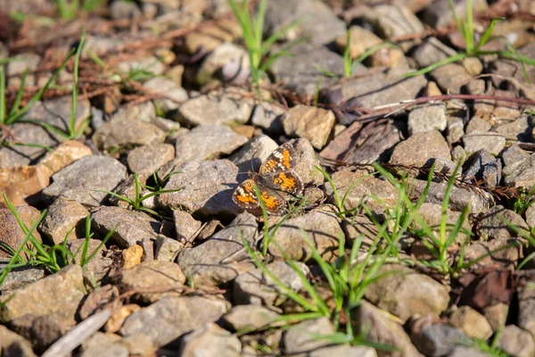 Фаонная Полумесяц Бабочка Phyciodes Фаон Скалистой Земле — стоковое фото