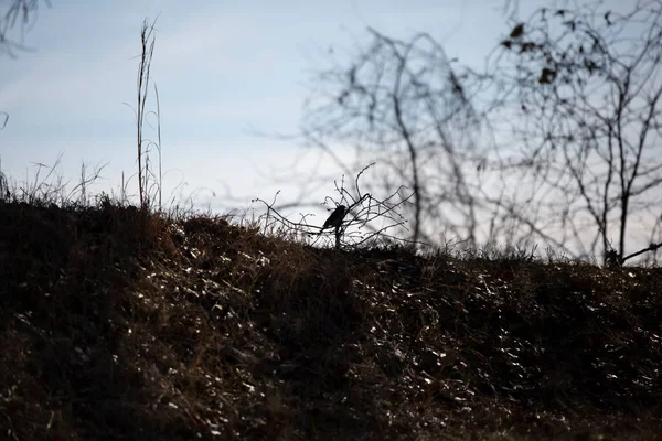 Profile of a dark-eyed junco (Junco hyemalis) on a hill