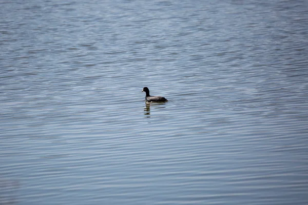 American Coot Fulica Americana Swimming Leaves Wake — Stock fotografie