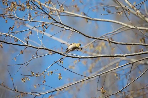 American Goldfinch Spinus Tristis Foraging Food Tree Branch — Stock Fotó