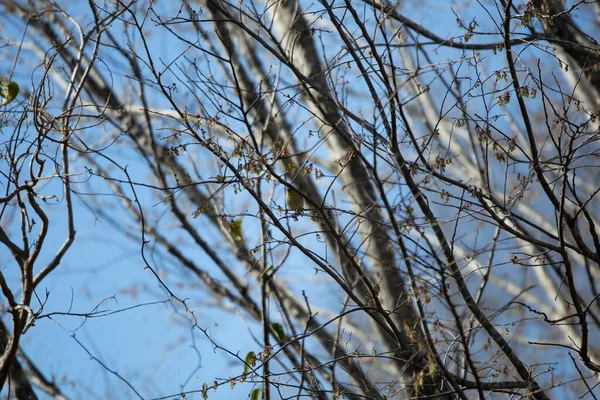 American Goldfinch Spinus Tristis Foraging Food Tree — Foto Stock