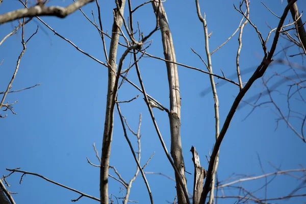 Профиль Цыпленка Каролины Poecile Carolinensis Сидящего Голой Ветке Дерева — стоковое фото