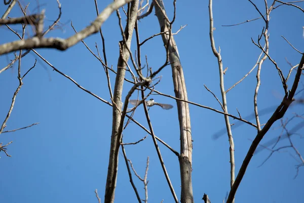 Carolina Chickadee Poecile Carolinensis Flying Away Bare Tree — Stok fotoğraf