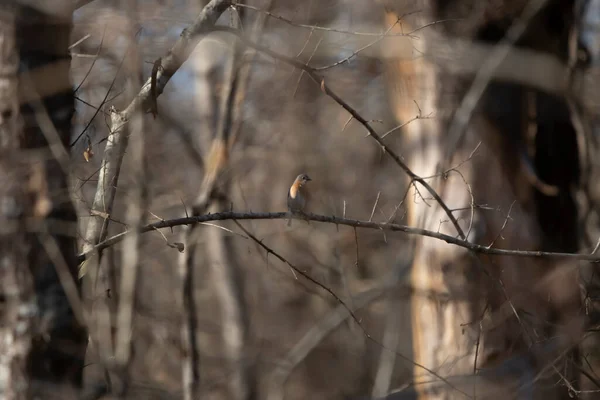 Eastern Bluebird Sialia Sialis Looking Curiously Its Perch Tree Branch — Stok fotoğraf