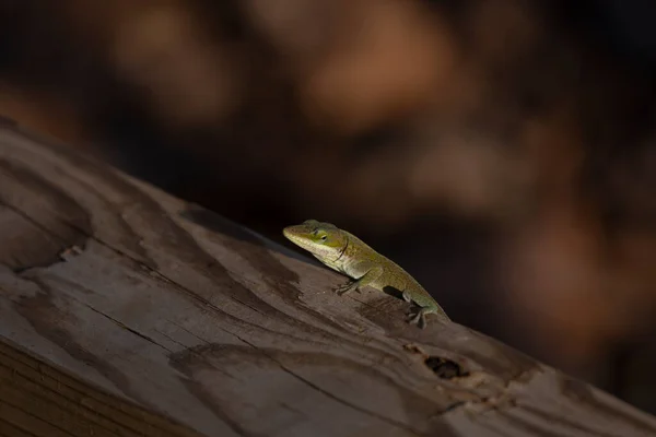 Green Anole Anolis Carolinensis Climbing Side Wooden Walkway Plank — Stock Photo, Image