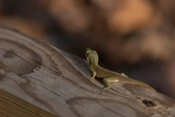 Wary Green Anole Anolis Carolinensis Climbing Top Wooden Walkway Plank — Stok Foto