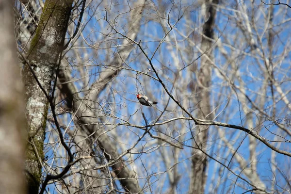 Red Bellied Woodpecker Melanerpes Carolinus Foraging Tree Branch Upside — Foto de Stock