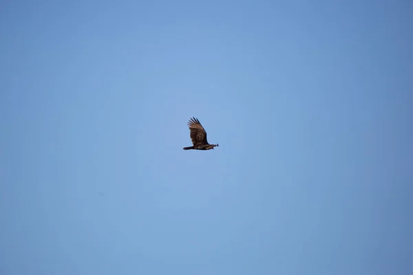 Turkey Vulture Cathartes Aura Soaring Deep Blue Sky — Stock fotografie