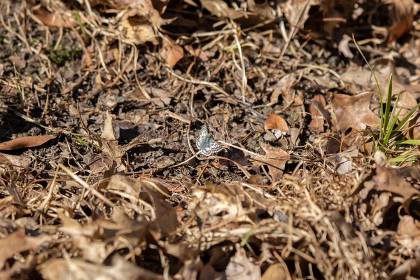 Common Checkered White Skipper Pyrgus Communis Its Wings Open Ground — Stock fotografie