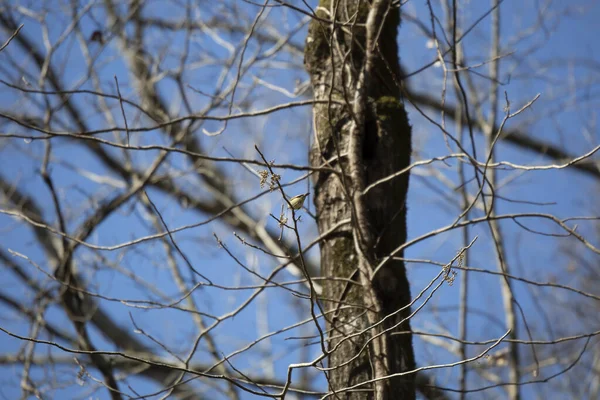木の枝に置かれたルビー冠 レギュラス カレンダー — ストック写真