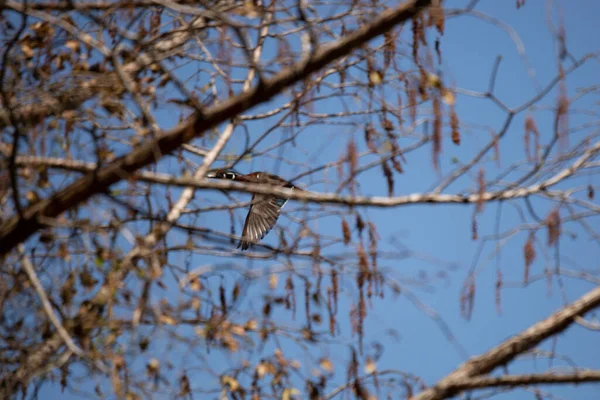 Wood Duck Drake Aix Sponsa Flying Trees — Stockfoto