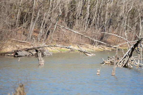 Belted Kingfisher Megaceryle Alcyon Facing Away Its Perch Fallen Tree — 스톡 사진