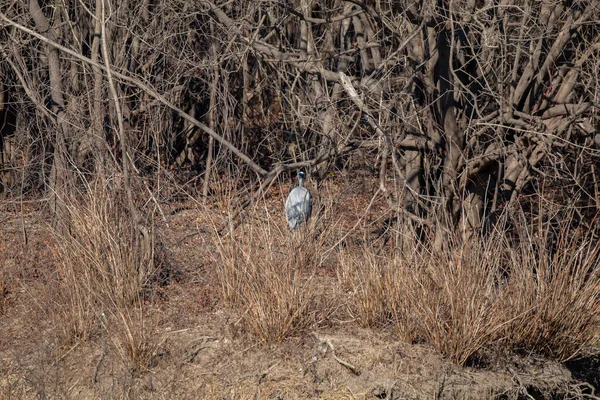 Great Blue Heron Ardea Herodias Facing Forest — Stockfoto