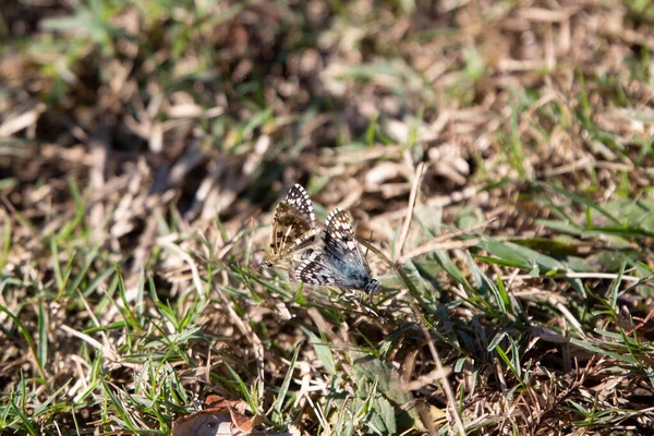 Pair Common White Skippers Pyrgus Communis Mating — Stockfoto