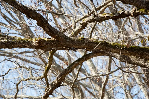 Red Bellied Woodpecker Melanerpes Carolinus Foraging Tree — Stok fotoğraf