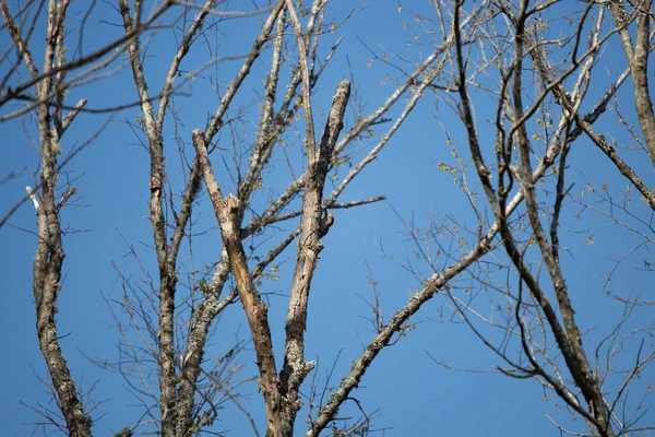 Red Bellied Woodpecker Melanerpes Carolinus Foraging Tree Trunk — Fotografia de Stock