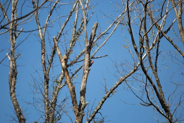Red Bellied Woodpecker Melanerpes Carolinus Foraging Tree Trunk — Foto Stock