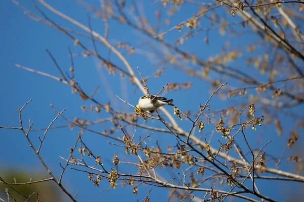 American Goldfinch Spinus Tristis Foraging Tree Branch — Stock fotografie
