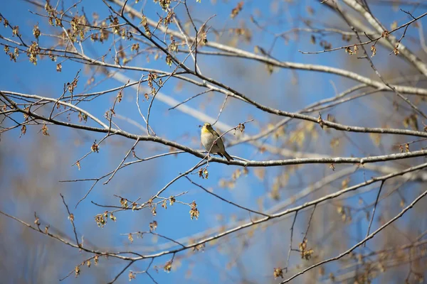 American Goldfinch Spinus Tristis Foraging Food Tree Branch — Foto de Stock