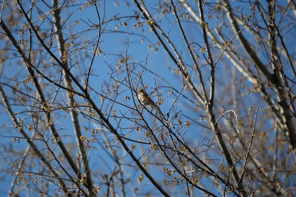 Majestic American Goldfinch Spinus Tristis Perched Tree — Stock Fotó