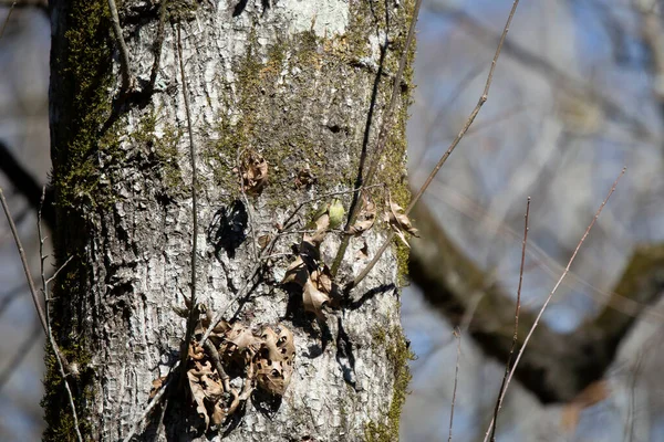 Close Orange Crowned Warbler Vermivora Celata Looking Out Its Tree — Fotografia de Stock