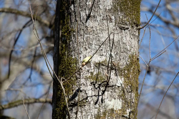 Orange Crowned Warbler Vermivora Celata Preparing Take Flight Tree — ストック写真